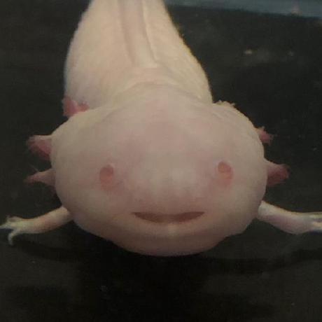 Github Tomoyakuroda Template - Beautiful Mobile Vintage Pictures | Free Download