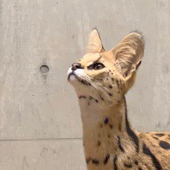 Y Hiraoka Hiraoka Github - Stunning Mobile Geometric Wallpapers | Free Download