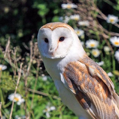 Github Intelowlproject Go Intelowl Intelowl S Client Library Sdk In - Geometric Textures - Perfect Ultra HD Collection