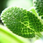 Sagesharp Sage Sharp Github - Amazing Gradient Pattern - Ultra HD