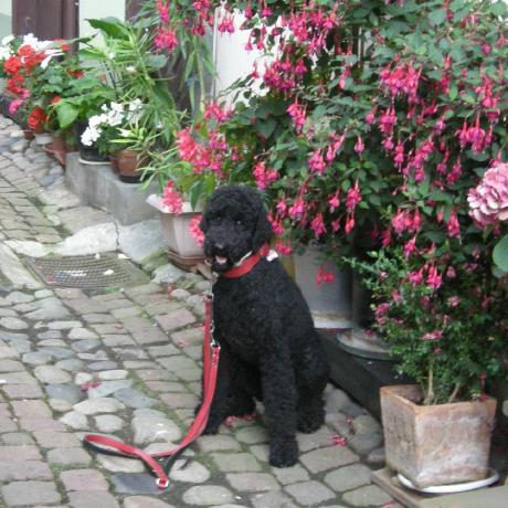 Ceraehse Christoph Github - Mountain Art Collection - High Resolution Quality