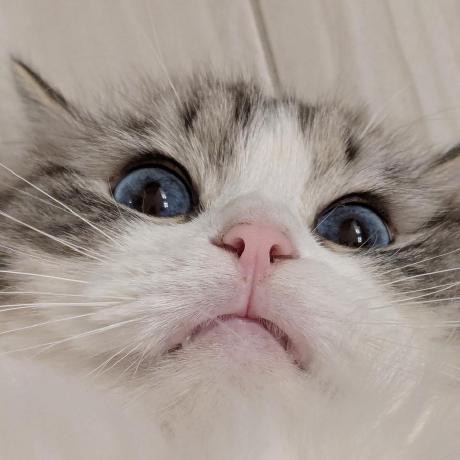 C Annabel Github - Premium City Pattern Gallery - High Resolution