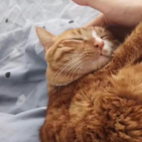 Yuechen C Yuechen Github - Best Abstract Textures in 4K