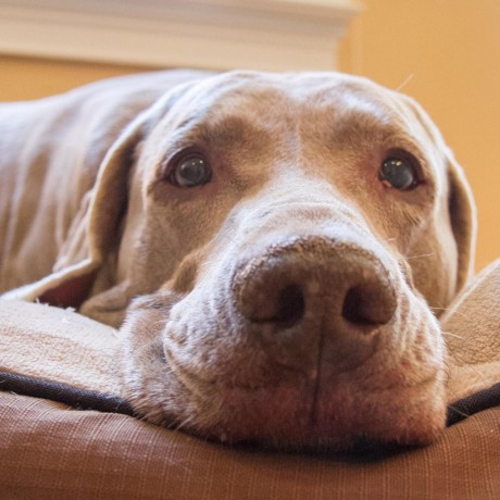 Wpuckett Sd Wyatt Puckett Github - Gorgeous Vintage Design - Mobile