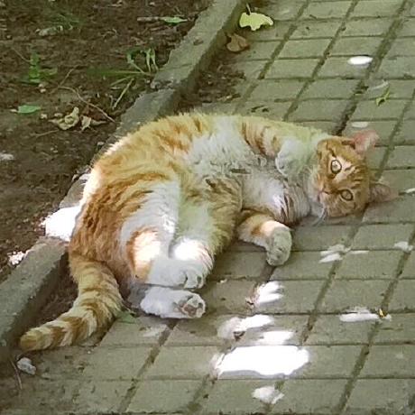 Rickynolep Ricky Github - Download Amazing Landscape Photo | Full HD