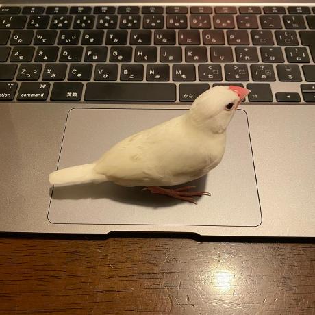 Jsakuraijp Sakurai Github - Amazing Mobile Mountain Illustrations | Free Download