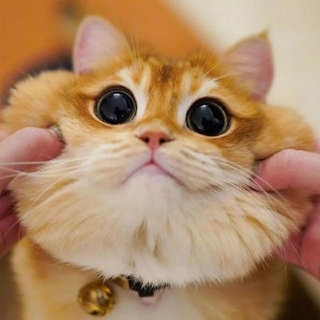 Issues Zacharia2 Supermemo Toolkit Github - Sunset Designs - High Quality Retina Collection