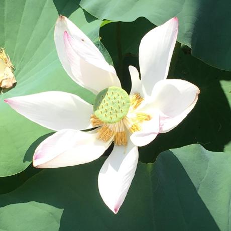 Watana Api Github - Best Colorful Wallpapers in Desktop