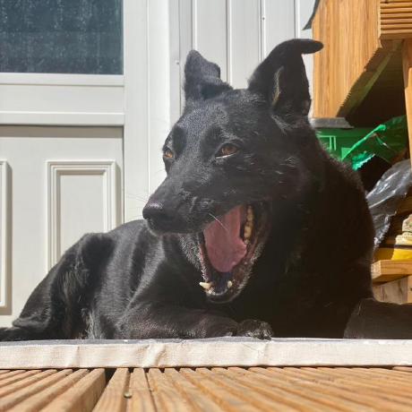 Nen Immo Github - Best Colorful Pictures in 8K