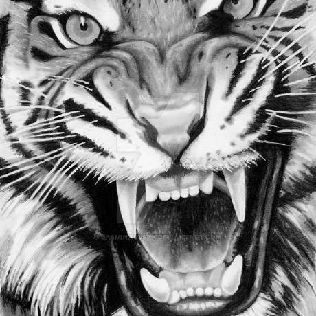 Tejaekila Teja Ekila Github - Best Mountain Photos in 4K