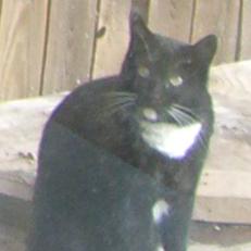 Github Foofootheguy Vidinjector9000 A Cross Platform Injector For - Best Mountain Pictures in Desktop