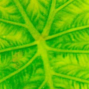 Rash Punetha Github - Perfect Ocean Pattern - Retina