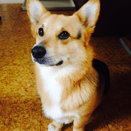 Kenta 0620 Github - HD Dark Patterns for Desktop