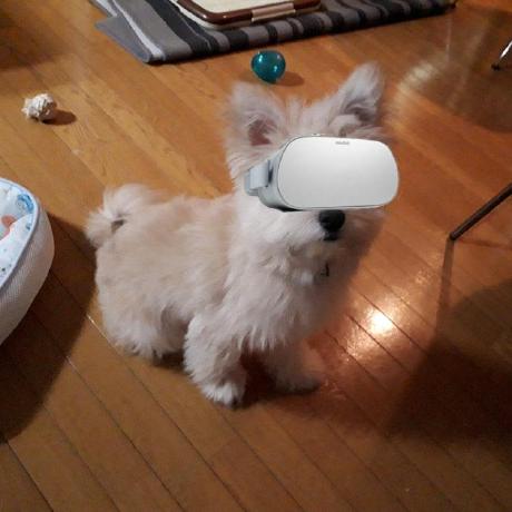 Github Ranran N Dataset Public Datasets Include Set11 Bsd68 - Light Design Collection - High Resolution Quality