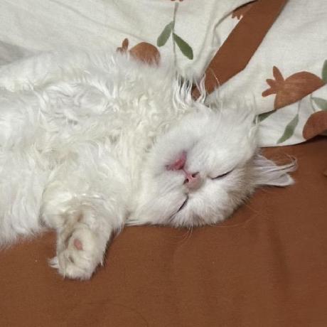 Deepseek Thinker Mcp Server Flowhunt - Premium Geometric Design Gallery - Retina