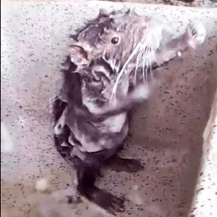 Elibobcoder Eli Github - Landscape Photos - Premium Ultra HD Collection