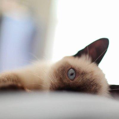 Felis Corp Felis Github - Elegant Dark Image - 4K