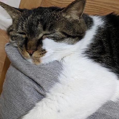 Github Cabbage Cat Basic Programming Sichuan University Basic Programming Course For Se - Full HD Gradient Textures for Desktop