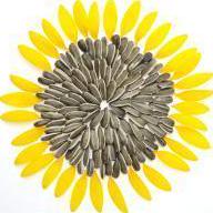 Sun Flowers Github - Minimal Arts - Stunning HD Collection