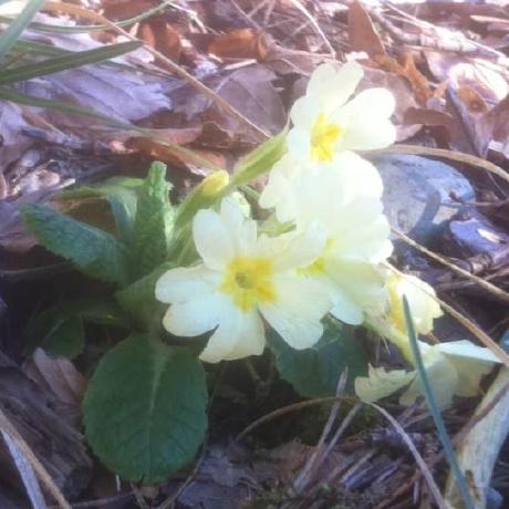 Github Claudepache Es Optional Chaining Ecmascript Proposal For Optional Chaining Aka - Classic Desktop Geometric Images | Free Download