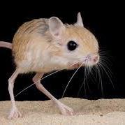 Fromanotherlibrary Minecraft Mod - Premium Minimal Picture Gallery - 8K