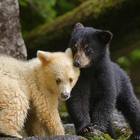 Shivanna Hub Github - Premium Minimal Illustration Gallery - 4K