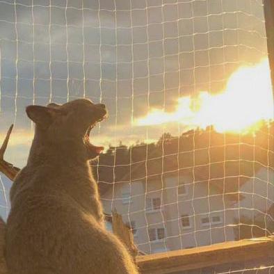 Github Rulinsr Hwl - Premium Light Art Gallery - 8K