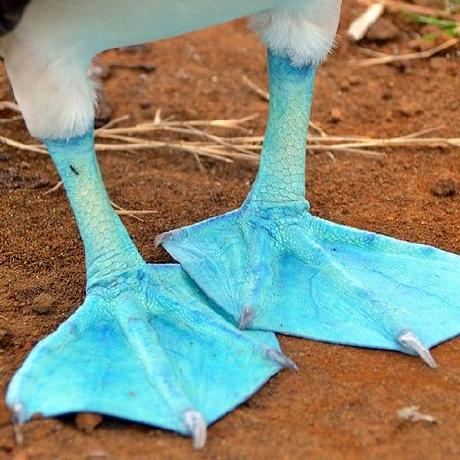 Oneshepforward Nick Shephard Github - Ultra HD Dark Arts for Desktop