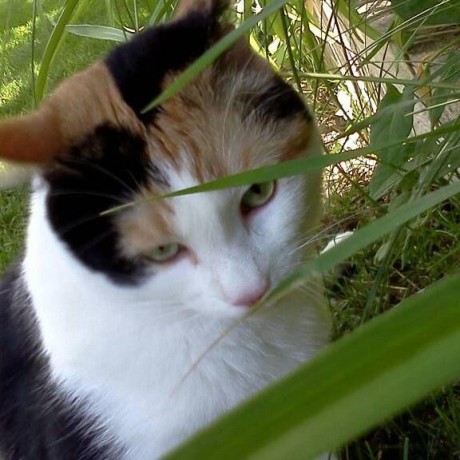 Ambrose2002 Ambrose Blay Github - Download Ultra HD Landscape Illustration | Desktop