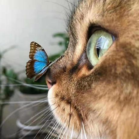 Github Ledzy Mds5210 23fall Project Code For Mds5210 23fall - Colorful Illustrations - Artistic HD Collection