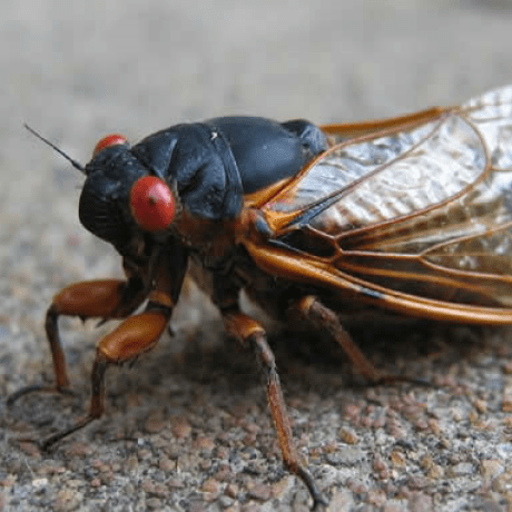 Annet Lovett Github - Premium Nature Pattern Gallery - High Resolution