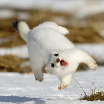 Curo App Github - Vintage Wallpaper Collection - 8K Quality