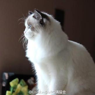 Github Niujt Hospital Ssm Layui Freemaker - Download Ultra HD Vintage Picture | Full HD