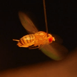 Github Reiserlab Male Drosophila Visual System Connectome Code - Classic Gradient Illustration - Ultra HD