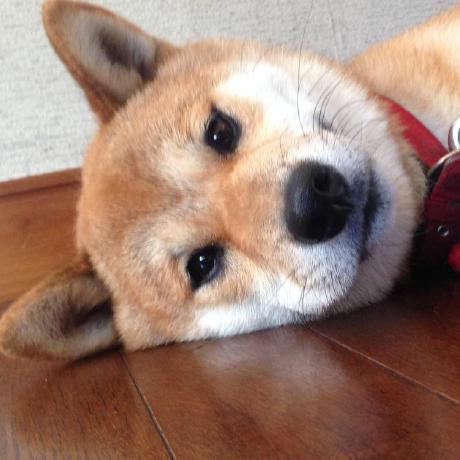 Github Naokiakai Autonavisim - Premium Minimal Illustration Gallery - Full HD