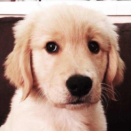 Co Marmot Github - Colorful Texture Collection - High Resolution Quality