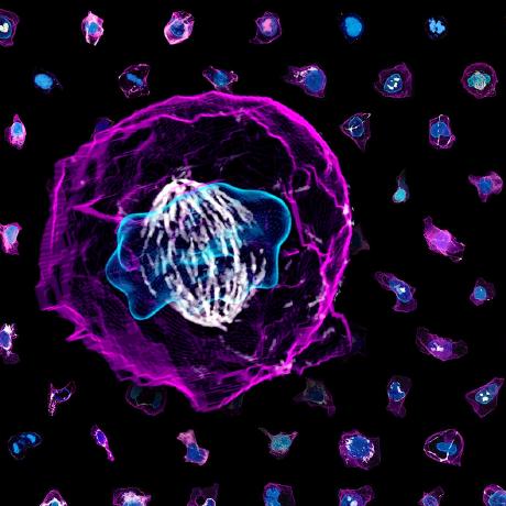 Github Allen Cell Animated Agave - Premium Dark Illustration Gallery - Ultra HD