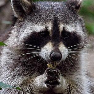 Jasper Dev Group Github - High Resolution Mountain Backgrounds for Desktop