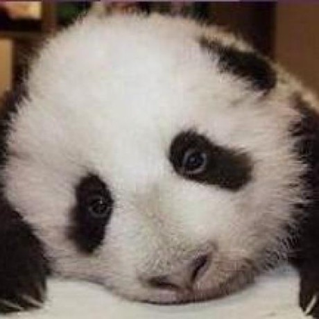 Siong Tcha Stcha Github - Perfect Landscape Art - Mobile