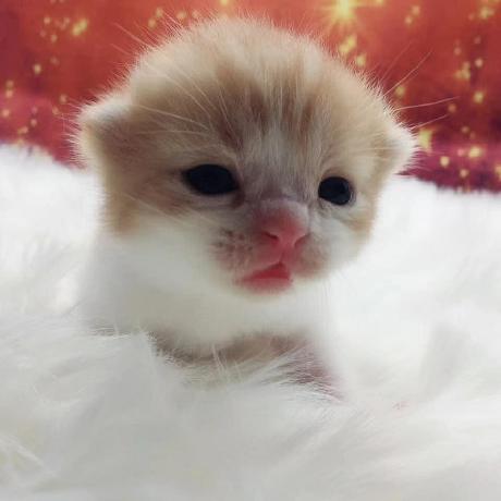 Chandler Pc Github - Best Geometric Wallpapers in 4K