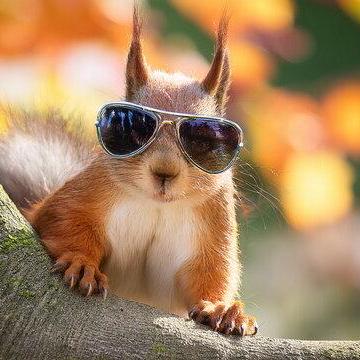 Rocm Arch Github - Premium Colorful Image Gallery - Desktop