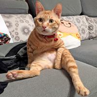 Github Blinkdl Mathbook Graduate Level - Best Colorful Arts in Full HD