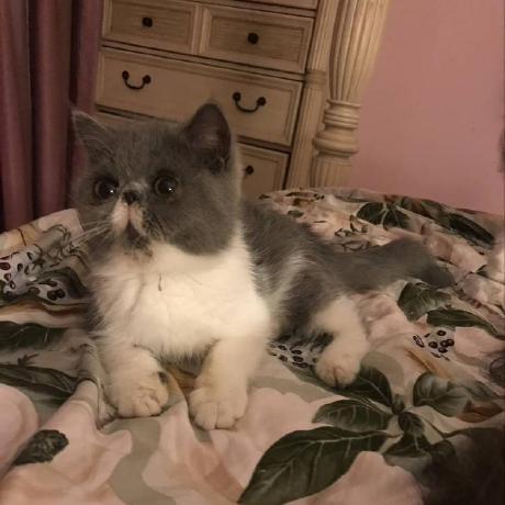 Github Flyingmangocat Liulian Plugin - Best Abstract Images in Desktop