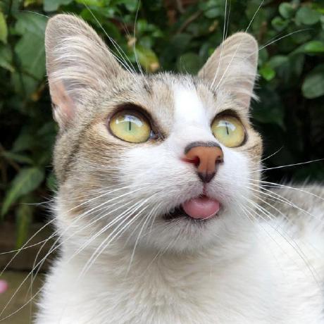 Madeiraalexandre Alexandre Madeira Github - Premium Geometric Illustration Gallery - Mobile