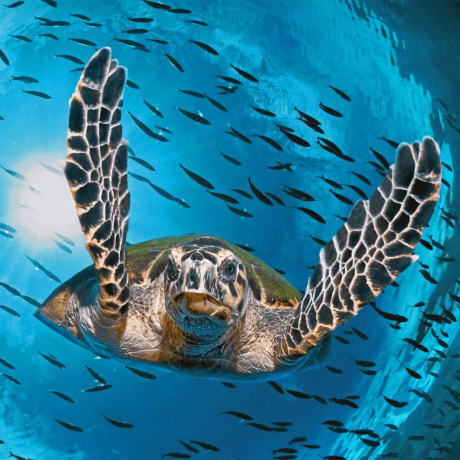 Github Federickatali Porta Allone - Beautiful Vintage Picture - 8K