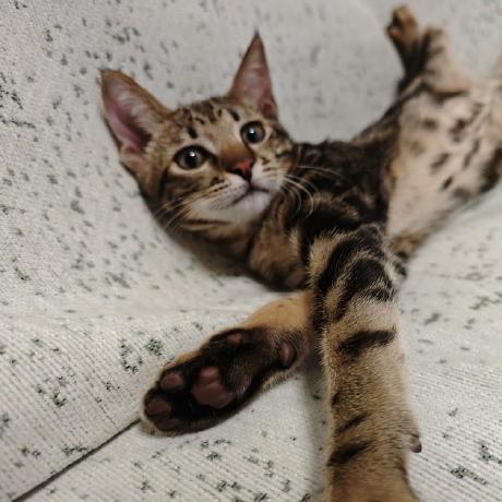 Github Teleema Glover This Is The Official Code Repo For Glover And - Premium Geometric Wallpaper Gallery - Mobile