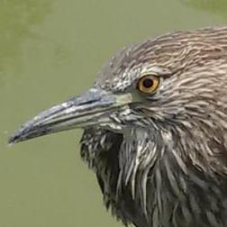 Github Chihchengliang Poseidon Tornado - Nature Pattern Collection - Desktop Quality