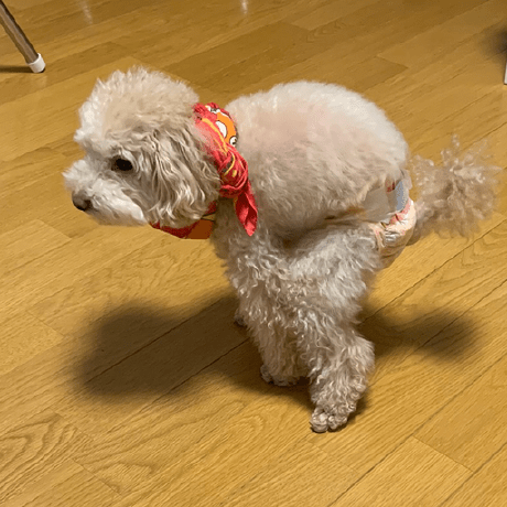 Imamura Takuma Github - Amazing Geometric Design - Desktop