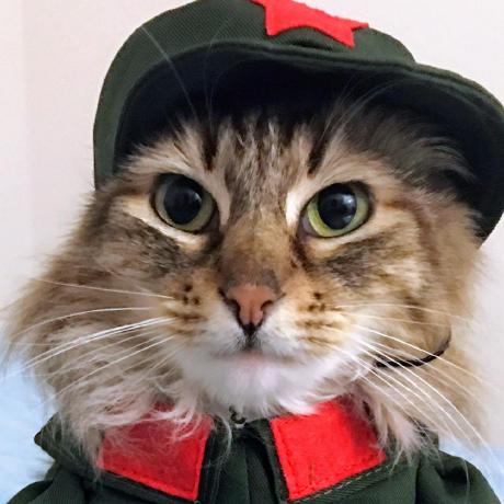 Meow Zedong Teletype - Download Professional Mountain Image | Retina