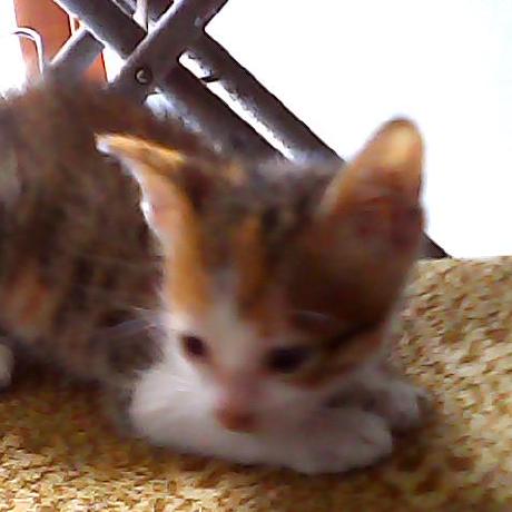 Seniru Dinil Github - Premium Minimal Design Gallery - High Resolution